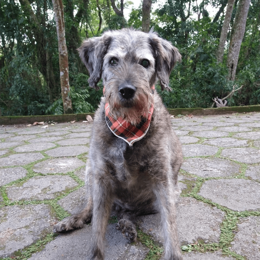 Projeto – Cãodeirante (Divulgação) (2) Cachorro de pelo cinza aparece sentado em área aberta.
