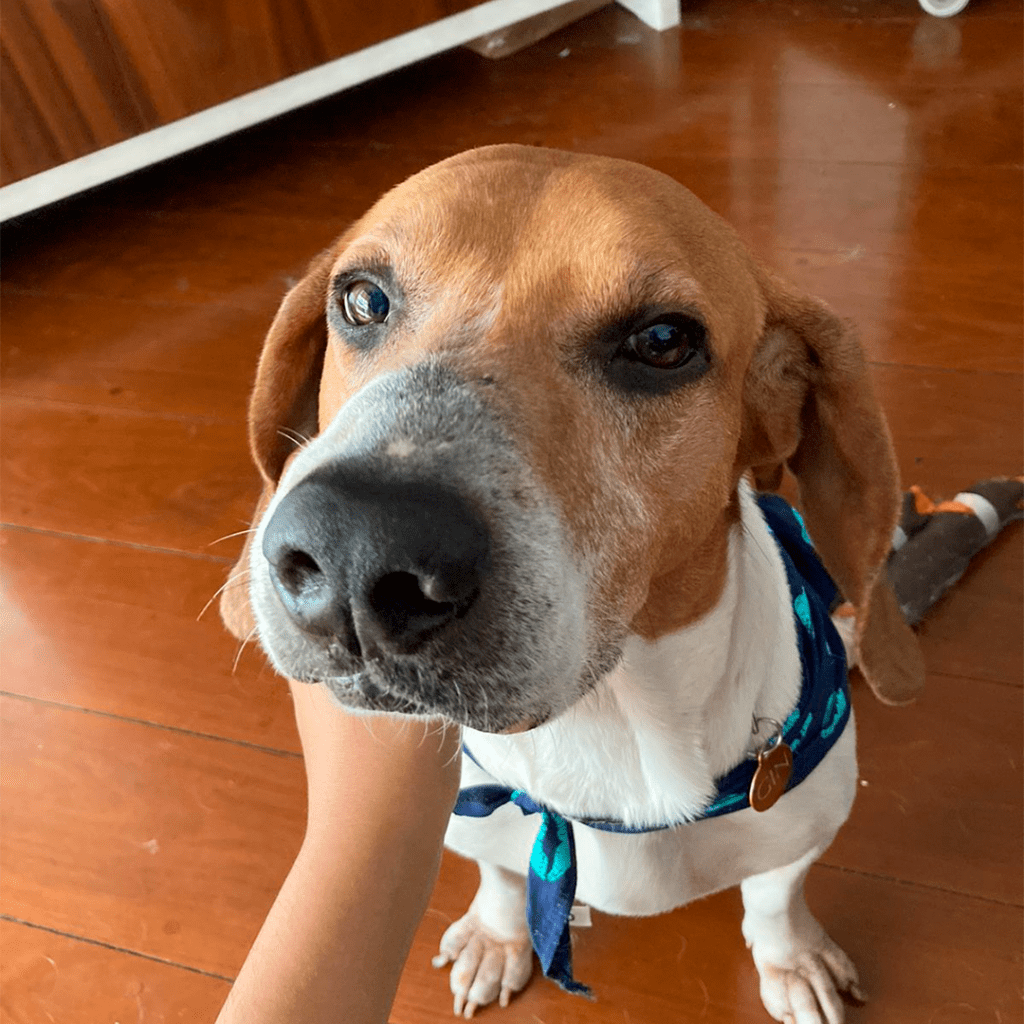 Foco em cachorro de pelos brancos com a face de pelos marrons e coleira azul.