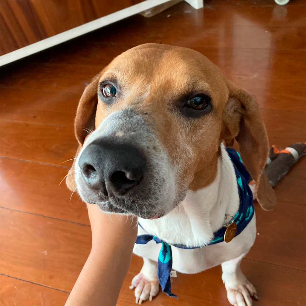 Projeto – Cãodeirante (Divulgação) (21) Foco em cachorro de pelos brancos com a face de pelos marrons e coleira azul.