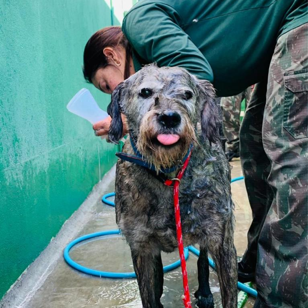Projeto – Cãodeirante (Divulgação) (5) Cachorro de pelos acinzentados mostra a língua enquanto toma banho de mangueira.