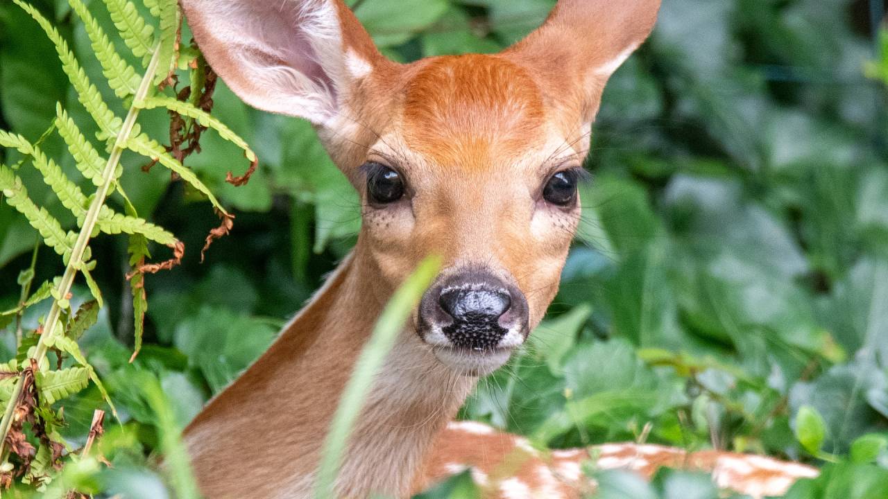 Imagem mostra veado, no meio de vegetação, olhando para câmera