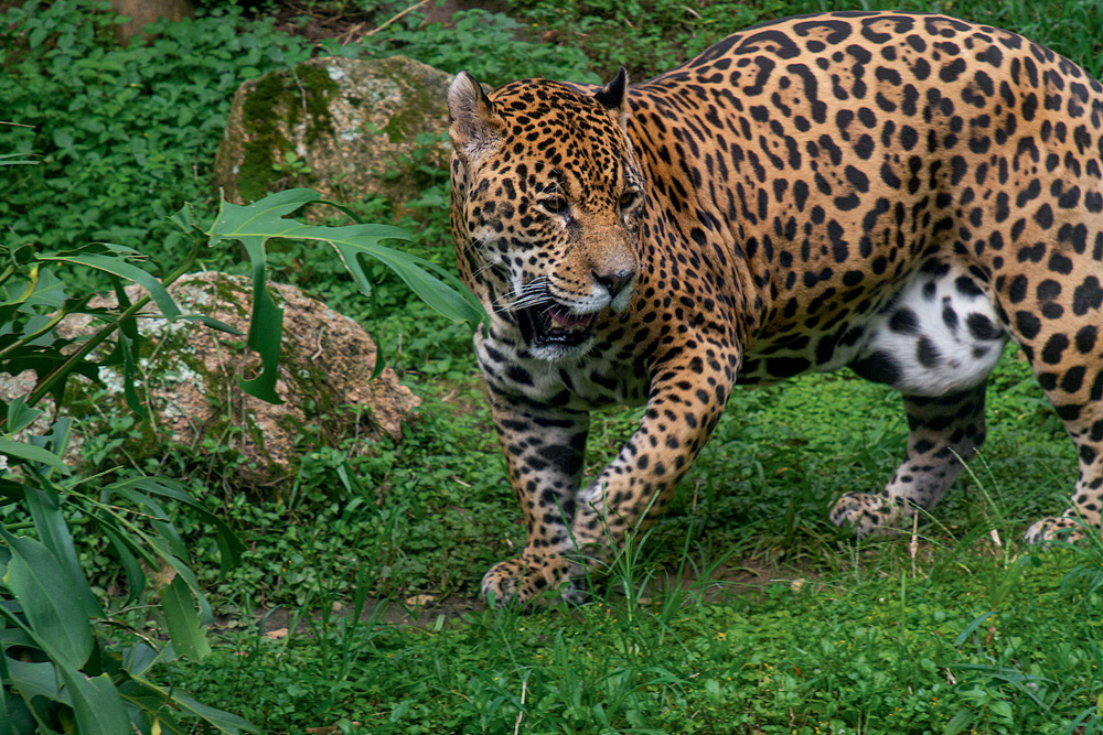 Foto de uma onça-pintada no Zoológico de São Paulo