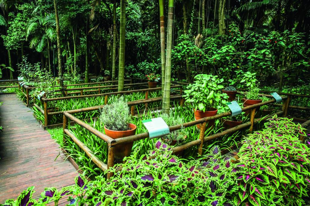 Imagem mostra jardim com plantas e vasos.