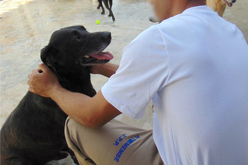 Detento cuida de cão