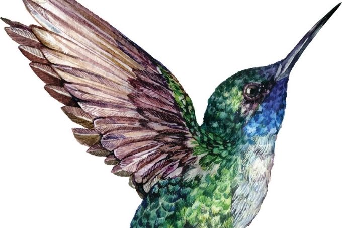Desenho de um beija-flor em aquarela
