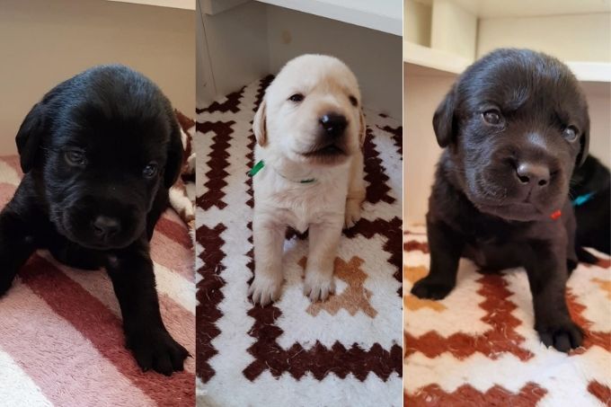 Marca doa grupo de cães-guia para pessoas com deficiência visual