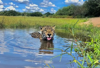 Imagem mostra Matí apenas com a cabeça para fora, dentro de ambiente aquático, com folhagens ao redor e dia com poucas nuvens ao fundo