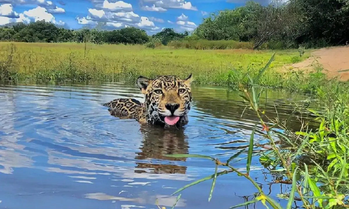 Imagem mostra Matí apenas com a cabeça para fora, dentro de ambiente aquático, com folhagens ao redor e dia com poucas nuvens ao fundo