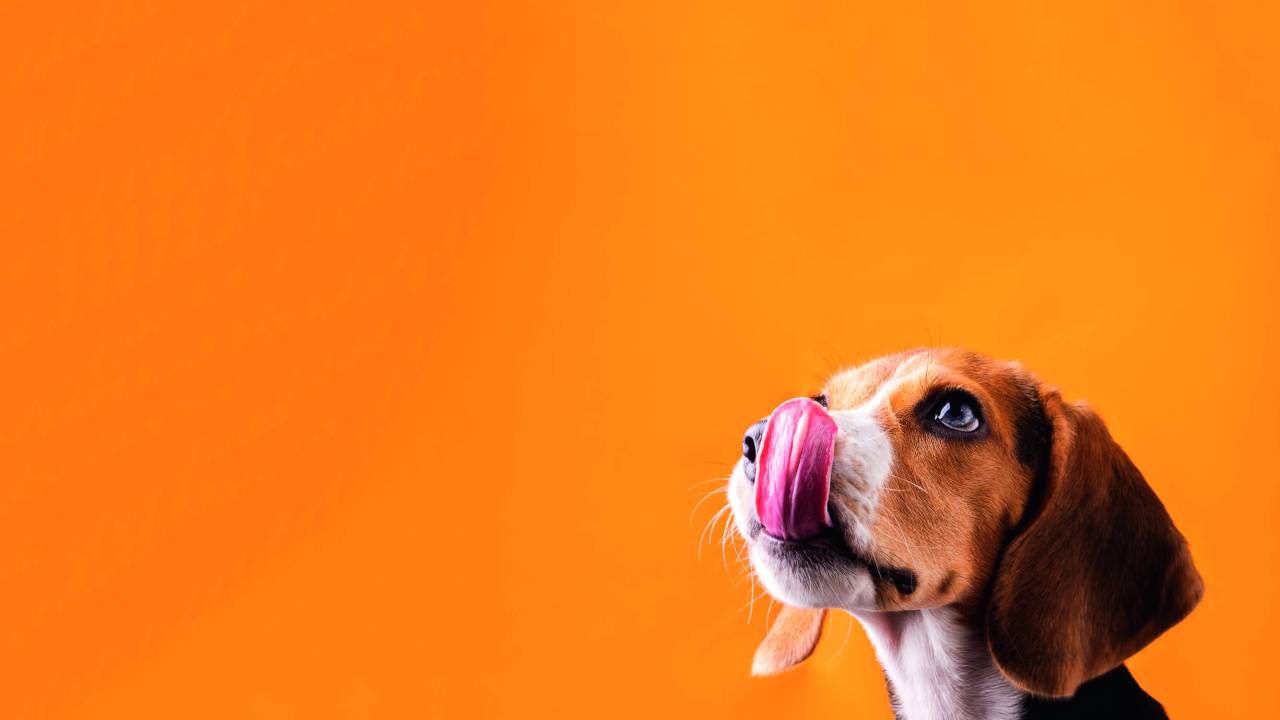 Cachorrinho aparece lambendo a boca