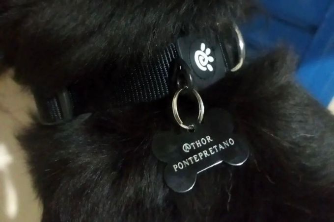 Cachorro foge e é visto assistindo a jogo da Ponte Preta em estádio