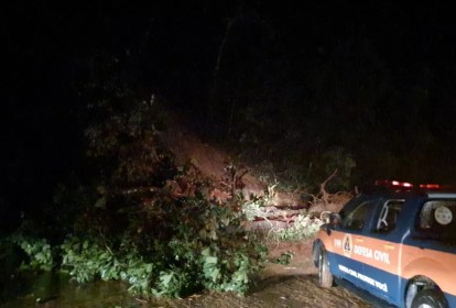 Trecho da estrada, onde ocorreu a queda de uma barreira. Se nota uma árvore caída e uma viatura policial