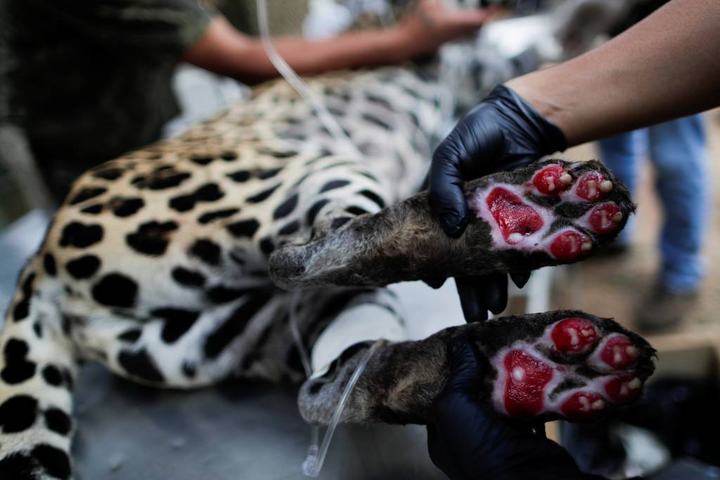 A caregiver shows burn wounds on the paws of an adult female jaguar named Amanaci sustained after a fire in Pantanal, as the animal undergoes a stem cell treatment, at NGO Nex Institute in Corumba de Goias Imagem mostra patas de onça queimadas.
