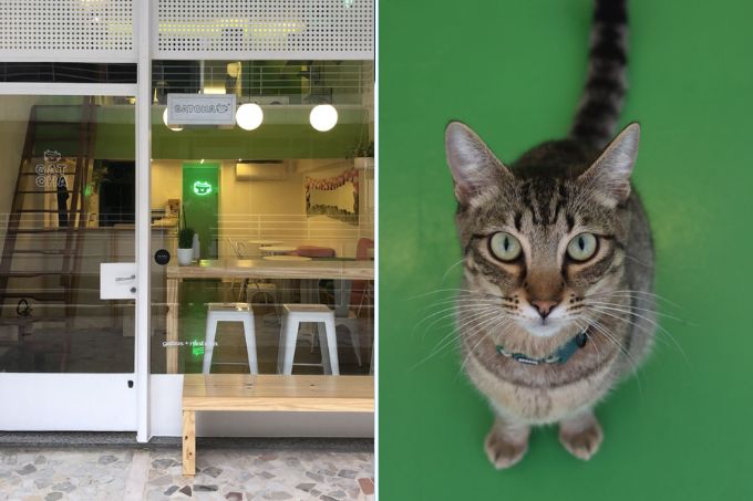 imagem da fachada do café e de um gato