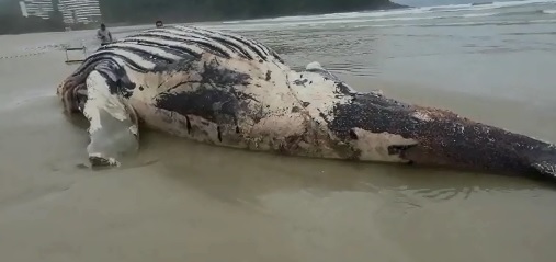 Imagem mostra corpo de baleia que morreu e apareceu em praia