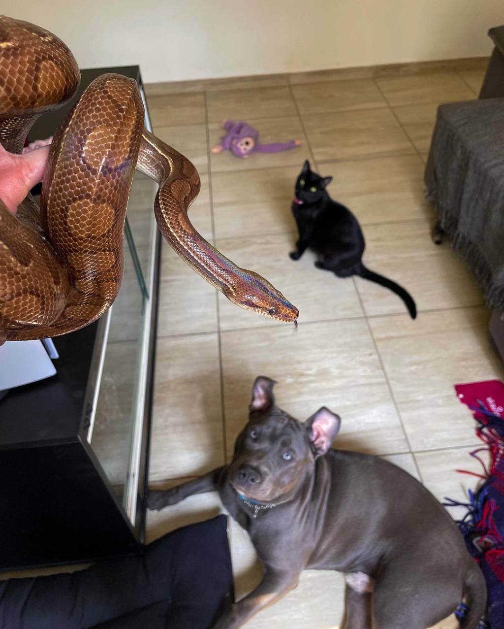 SylasIrmaos Yank, o gato preto, e Froid, o cão da raça Amstaff, olham para Sylas, o fujão de Perdizes
