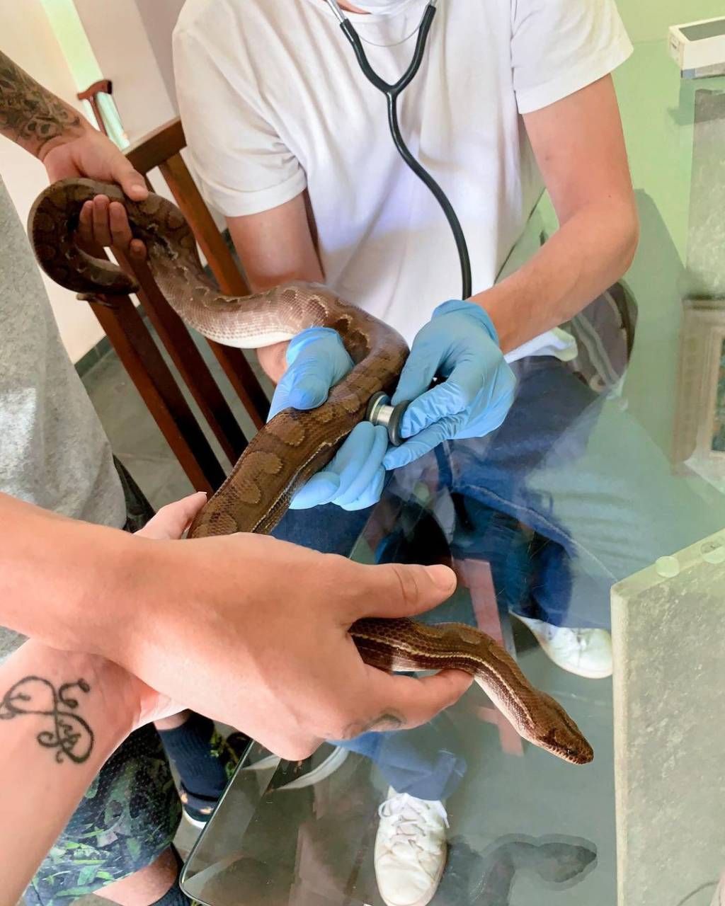 SylasVet Cuidados: Sylas cuidando de sua saúde em uma das idas ao veterinário