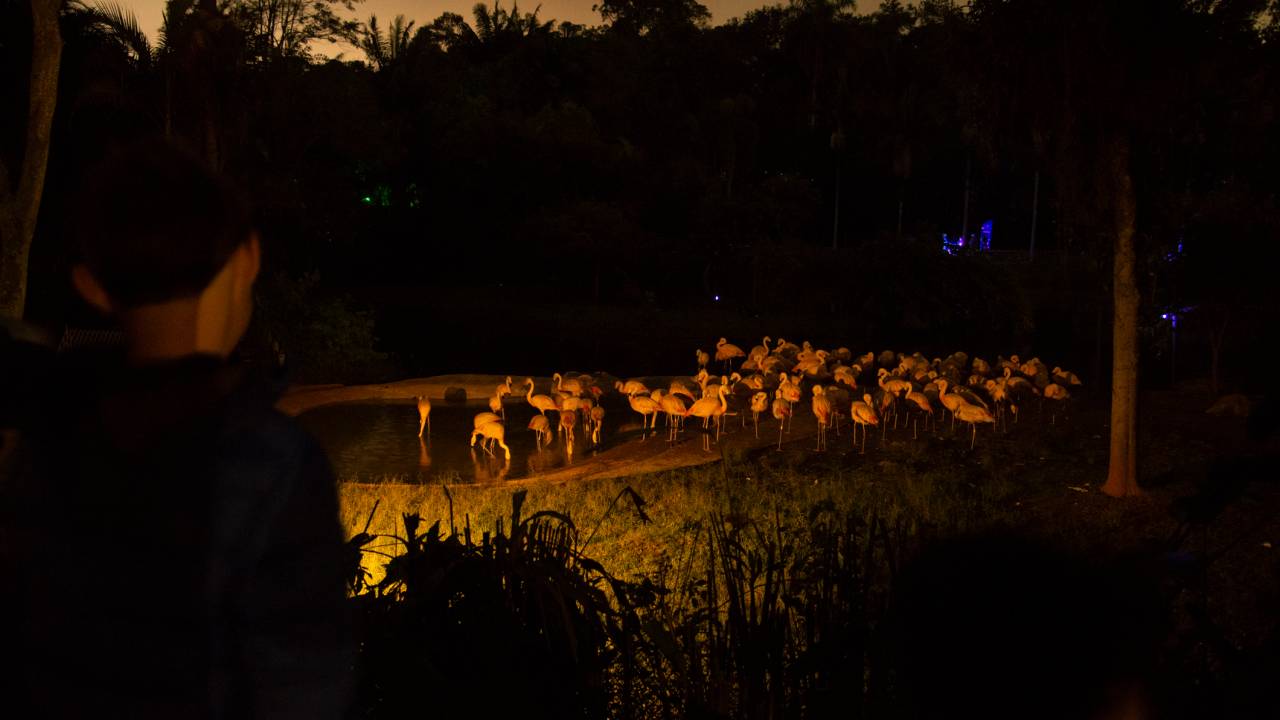 Flamingos no Zoológico de São Paulo