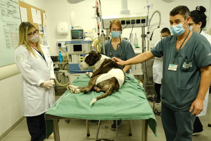 Hospital veterinário público do Butantã