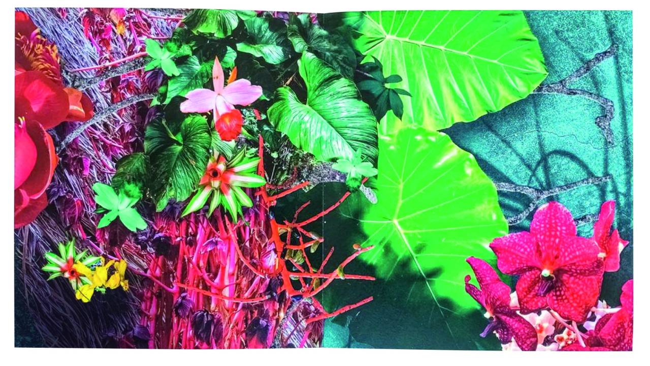 Fotografia de Claudia Jaguaribe de flores e folhas