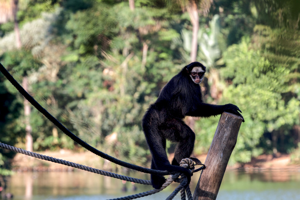 20180510 macaco-aranha foto Paulo Gil006.JPG Macaco-aranha pendurado em uma apoio de madeira no Zoo