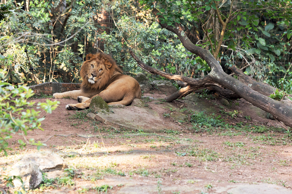 Leão no Zoológico