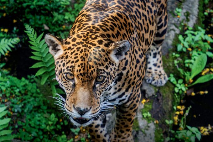 Complexo com Zoo, Safári e Jardim Botânico terá maior reforma em 40 anos