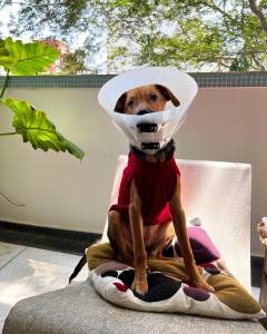 Matilda – Fernanda Paes Leme Cachorro sentado com cone no pescoço.