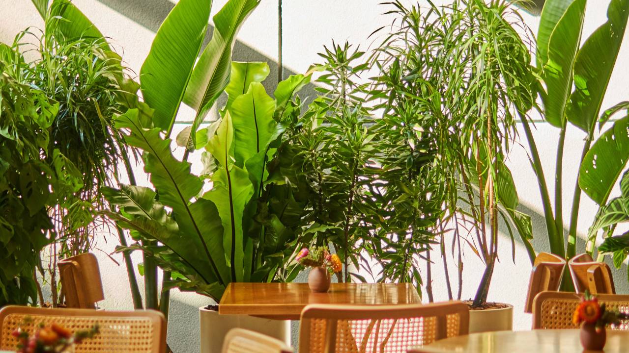 Ambiente interno iluminado com luz solar, com mesas e cadeiras de madeira e plantas