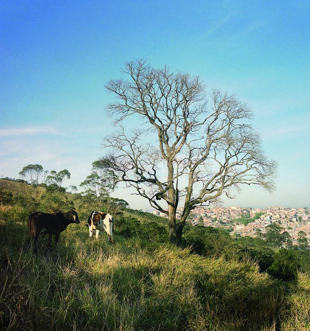 KA_ZL_MAUA_11crédito Keiny Andrade_Divulgação.jpg Imagem mostra morro com árvore seca e céu azul