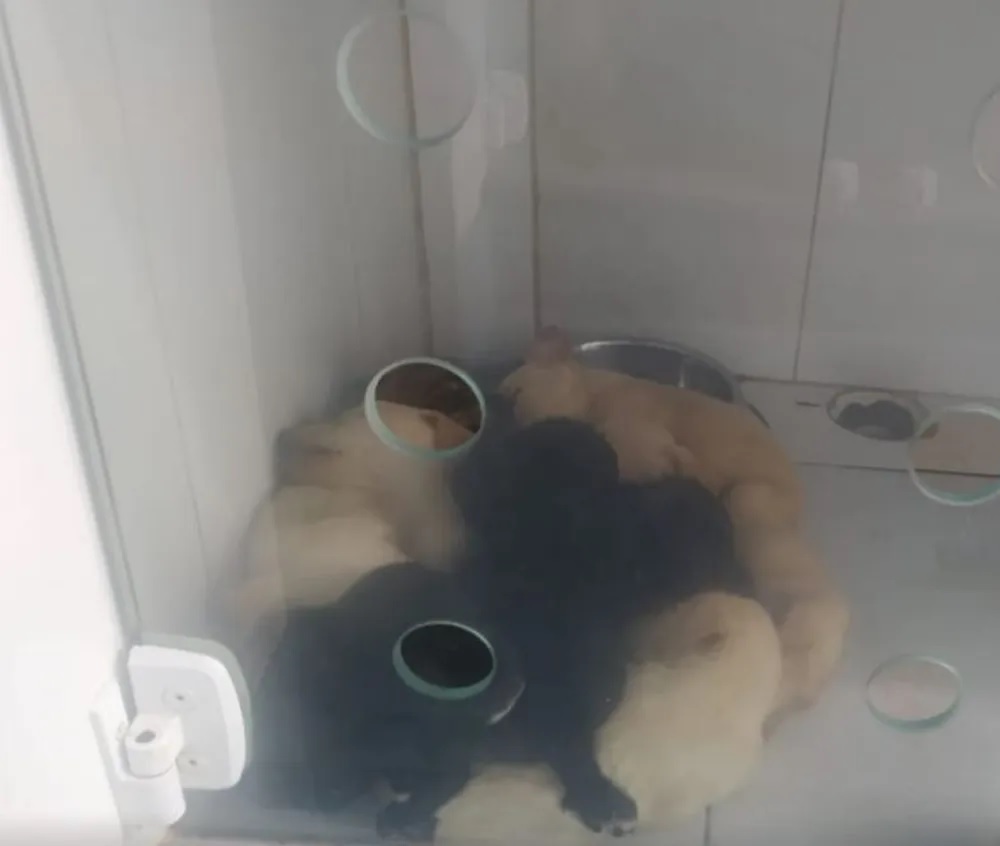 Filhotes abandonados foram levados para clínica veterinária em Cotia (Divulgação-Polícia Militar) Foto de filhotes reunidos em cubículo branco.