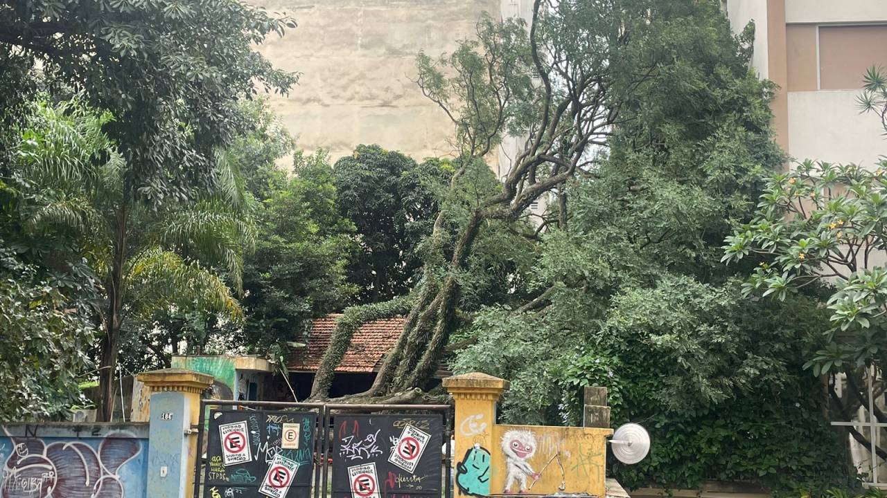 Árvore estava localizada na Casa Amarela