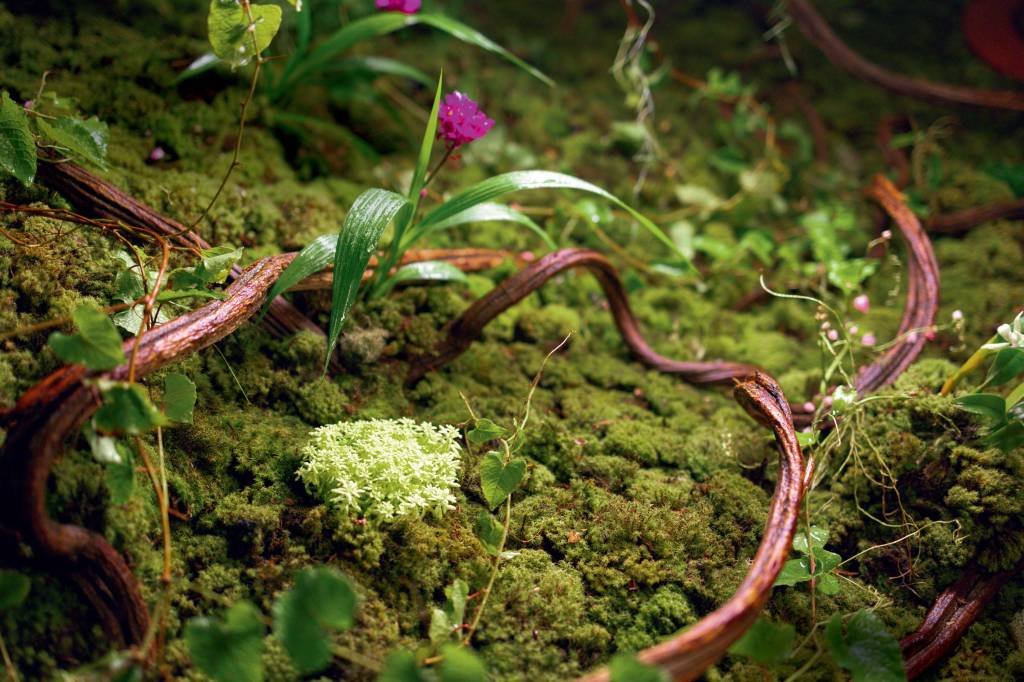 Imagem mostra jardim verde com flores rosas