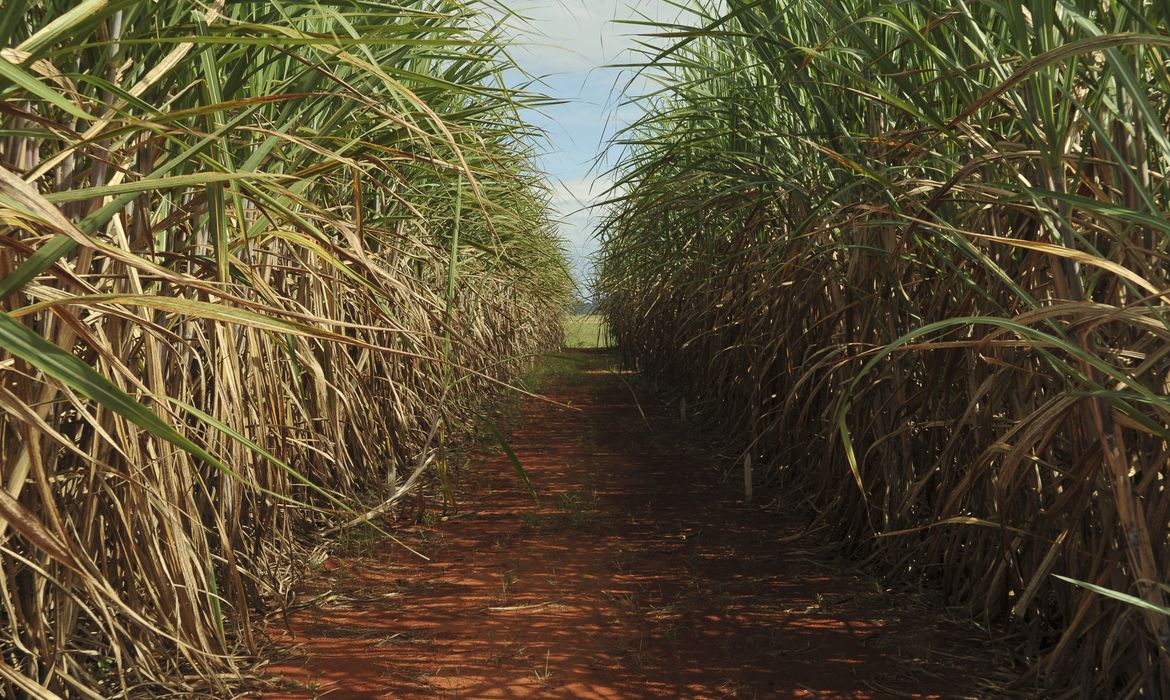 Foto de campo de plantio de cana-de-açúcar