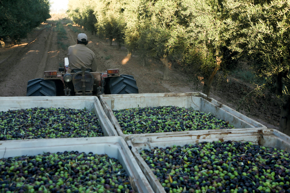 Azeite – Família Zuccardi Trator levando quatro engradados cheios de azeitonas verdes e pretas.