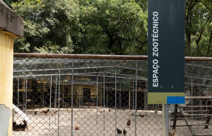 Água Branca isolará 2 000 animais como prevenção à gripe aviária