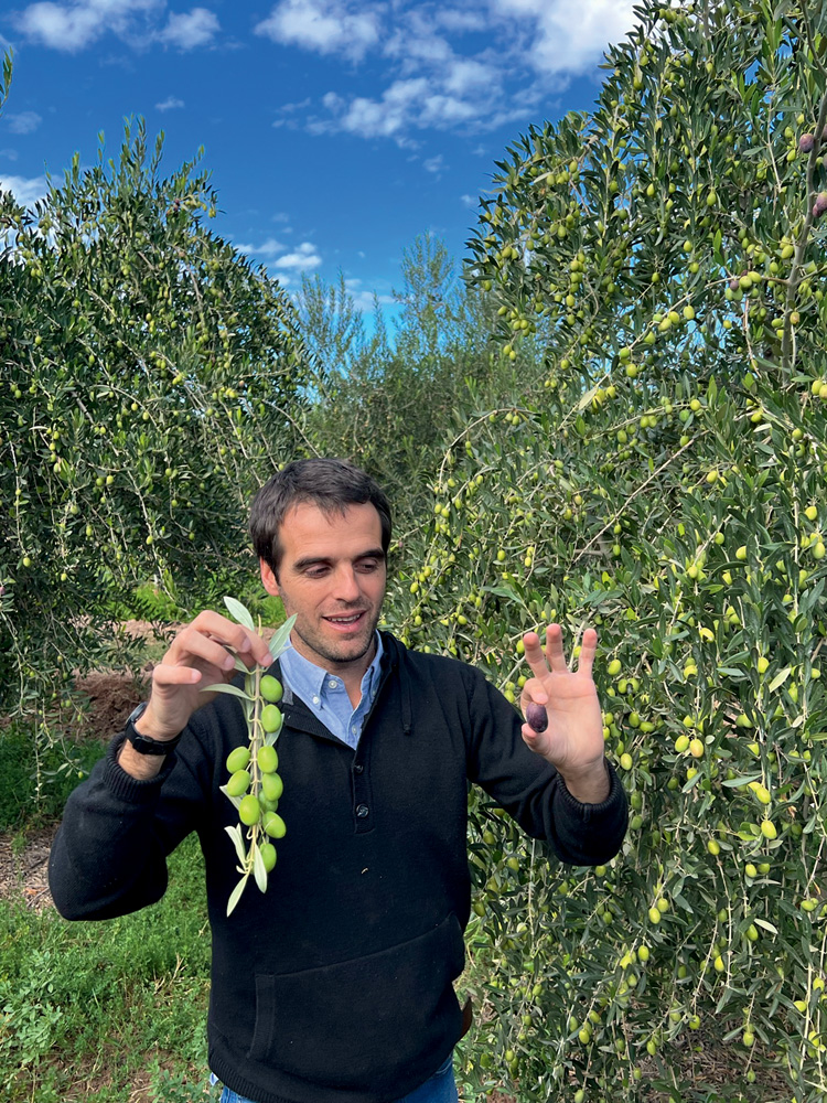 Azeite – Família Zuccardi Homem branco segurando ramo de oliveira em meio a plantação de oliveiras.