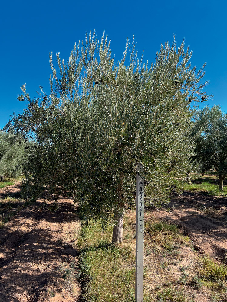 Azeite – Família Zuccardi Oliveira em destaque num campo de plantio.