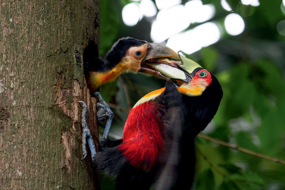 20191210 Filhote de tucano-verde foto Paulo Gil043-Enhanced-NR.jpg Tucano-de-bico-verde: Paulo se camuflou para conseguir foto