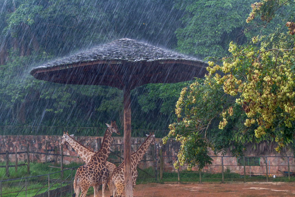 20210302girafas se protegendo da chuva foto Paulo Gil009.jpg Registro de imagem de girafas se escondendo da chuva