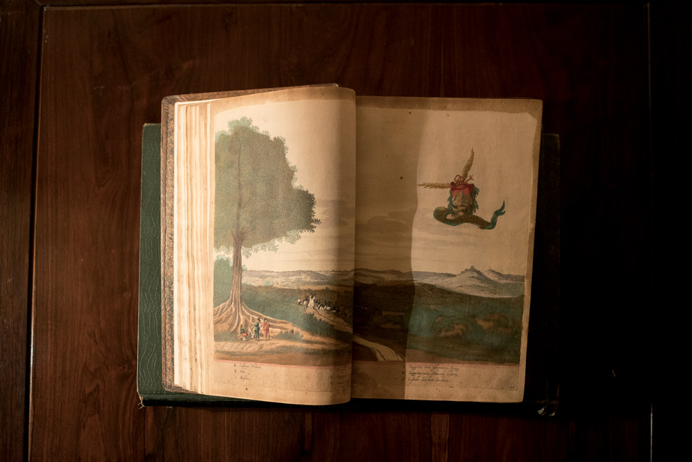 PÁGINA 5 (TOPO) – Leilão Familia Prado (Wanezza Soares-Veja SP) (9) Livro aberto em mesa de madeira exibe ilustração de natureza.