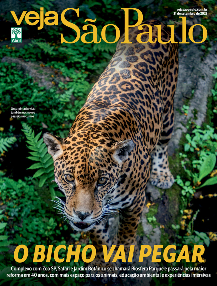 VEJASP-2807-1-ED-ONLINE.jpg fotógrafo. Trata-se de uma onça-pintada, um dos animais em risco de extinção protegido pelo Zoo