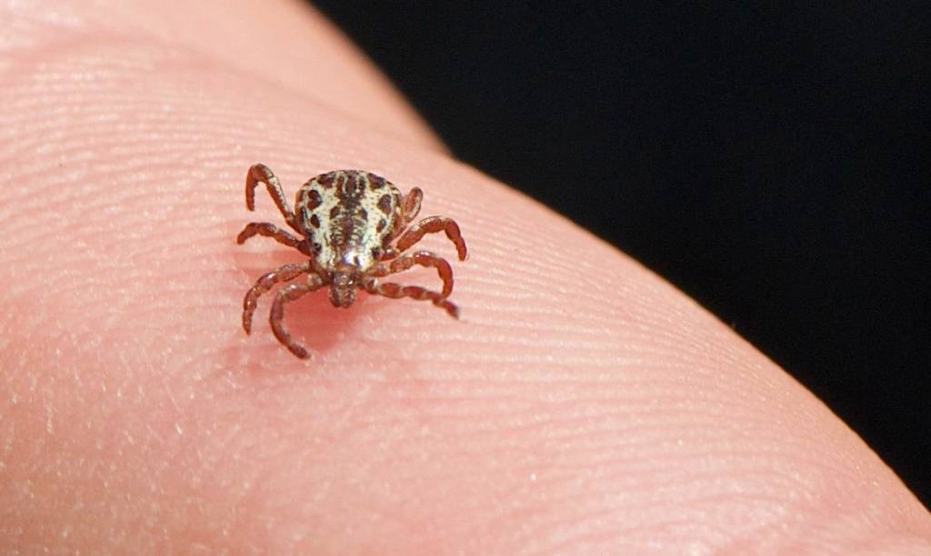 Carrapato-estrela, transmissor da bactéria causadora da Febre Maculosa.