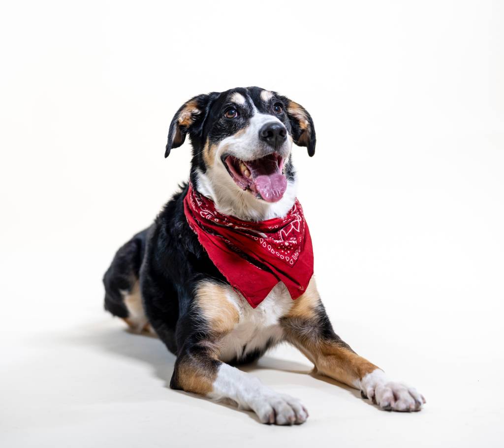 cão deitado no chão usando uma bandana no pescoço