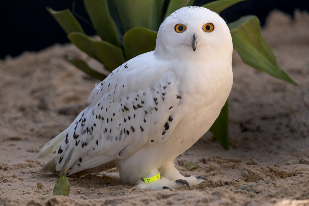 coruja-das-neves zoo sp