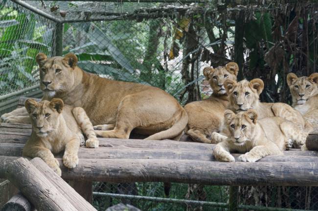 filhotes-leao-zoologico-sao-paulo-nomes