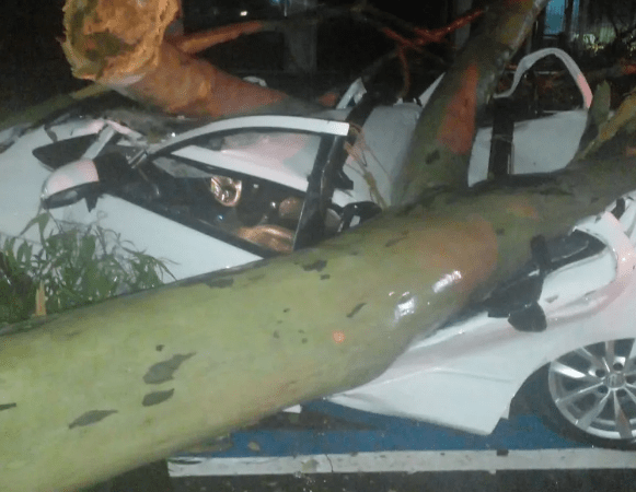 Chuva e ventos de até 80 km/h provocam quedas de árvores na capital