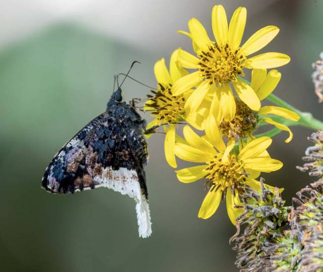 borboleta skipper inventário de fauna