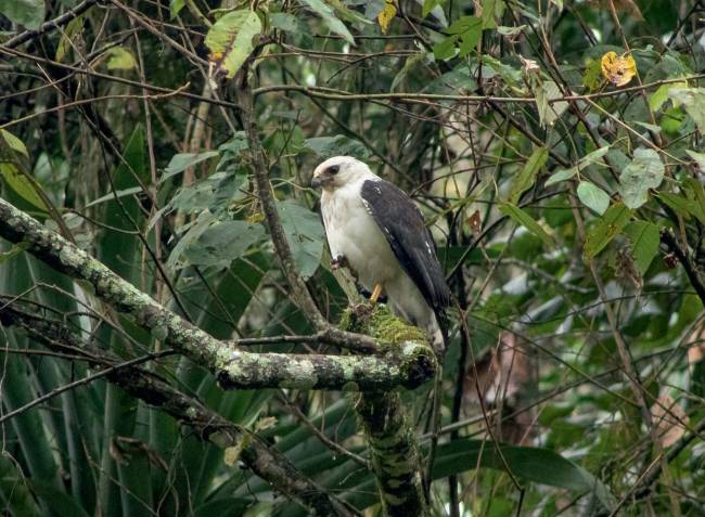 Gavião pombo grande inventário de fauna