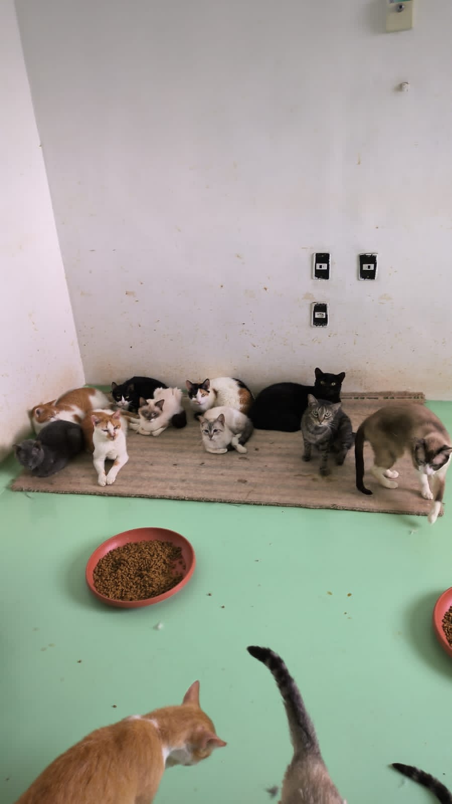 Polícia encontra mais de 70 animais em situação de vulnerabilidade em clínica veterinária