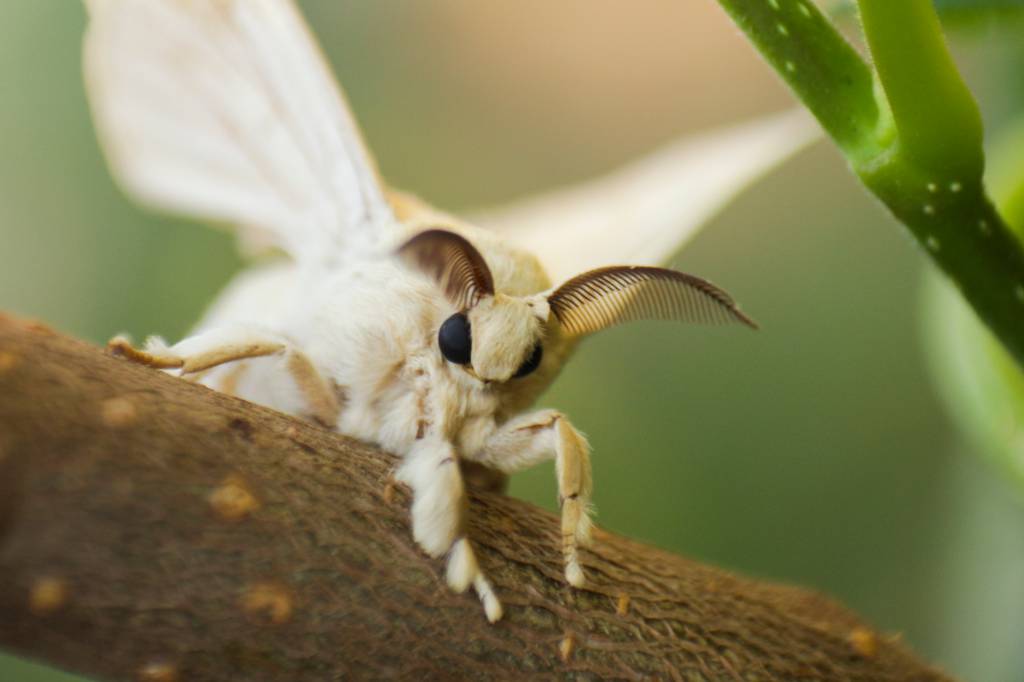 Mostra ensina sobre a importância dos insetos para o meio ambiente